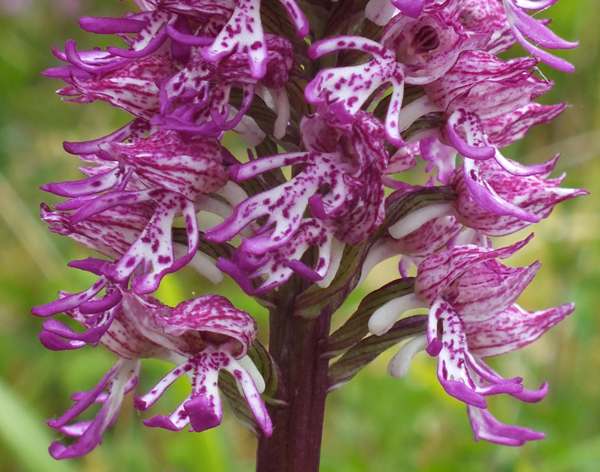 Orchis x angusticruris, closeup picture of the flowers