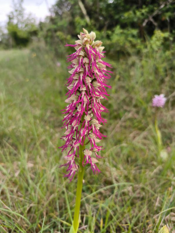 a dazzling example of Orchis - x - bergonii