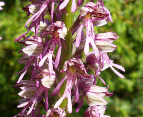 Orchis x spurium, closeup picture of the flowers
