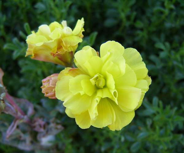 A double flower from Bermuda Buttercup