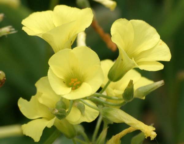 Oxalis pes-caprae - Bermuda Buttercup, closeup of flowers