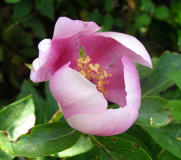 Closeup of Peony flower