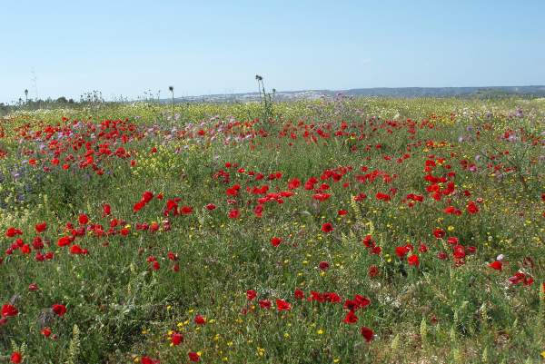 Poppies in Portugal