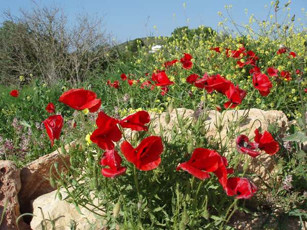 Poppies on disturbed ground, Portugal