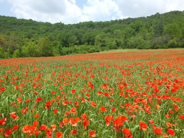 Common Poppies, southern France
