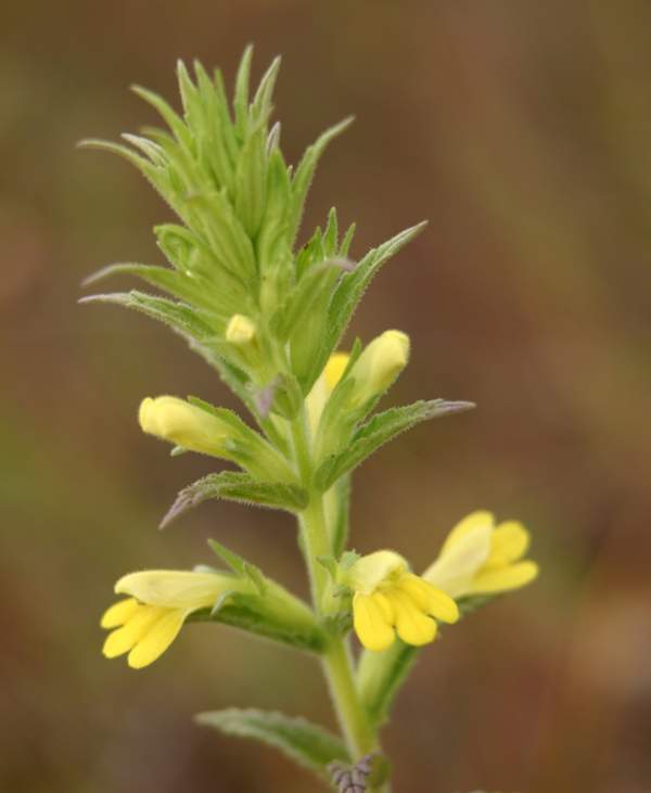 Yellow Bartsia closeup of flowers