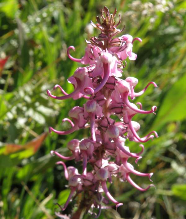 Flowers of Pedicularis groenlandica, USA