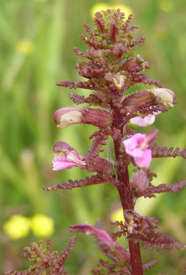 Marsh Lousewort growing on Anglesey, North Wales