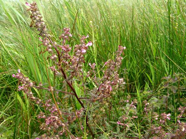 Marsh Lousewort in a North Wales boggy meadow