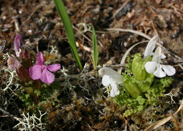 The white form of Lousewort