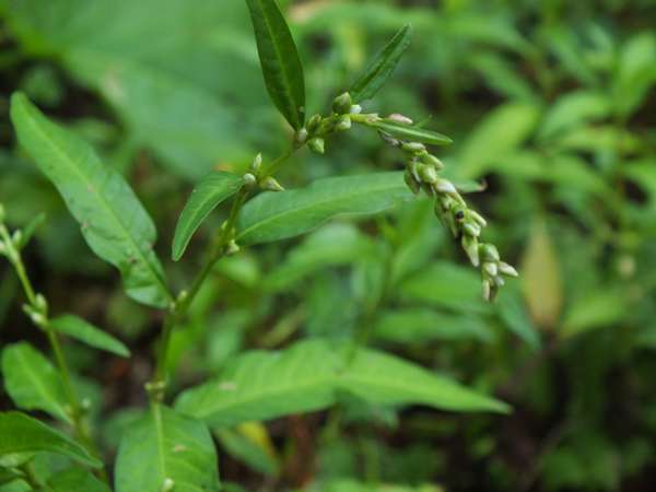 Water-pepper, Persicaria hydropiper