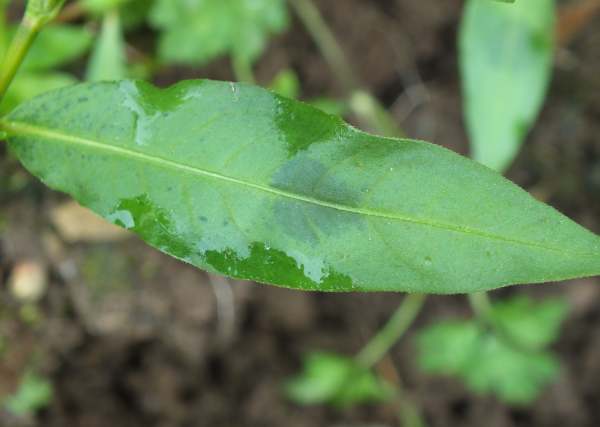 Redshank, Persicaria maculosa, leaf