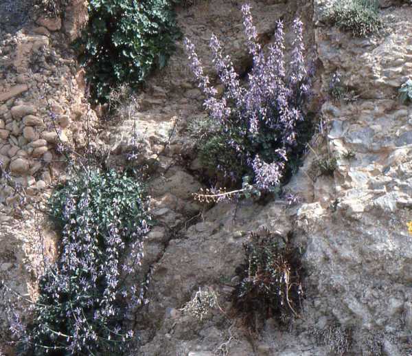 Petromaroula growing on rocks in Crete