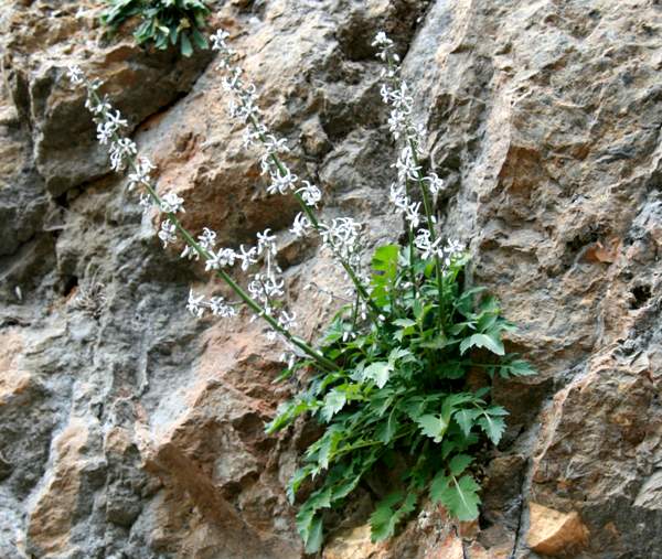 White flowers of Petromarula pinnata