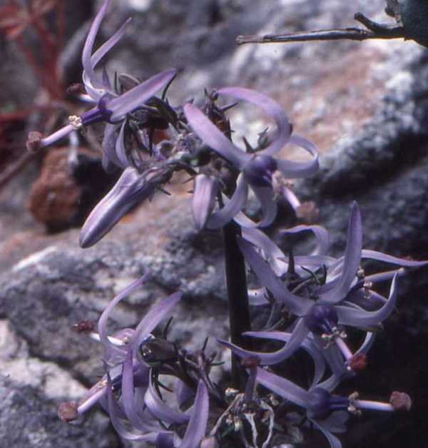 Close up of blue flowers of Petromarula pinnata