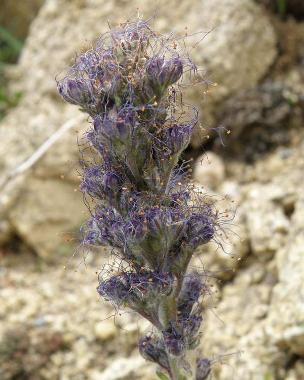 Close-up of flowers of Purple Fringe