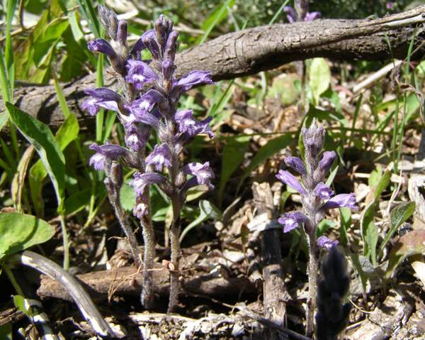 Hemp Broomrape
