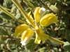 Phlomis lanata, Woolly Jerusalem Sage