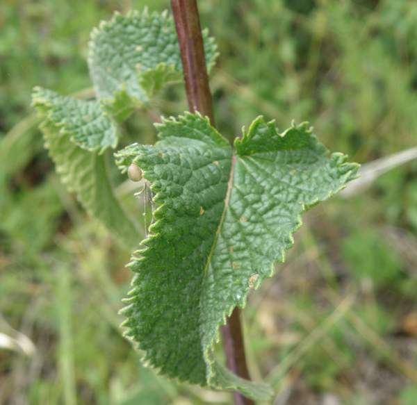 Stem and leaf form, Phlomis tuberosa