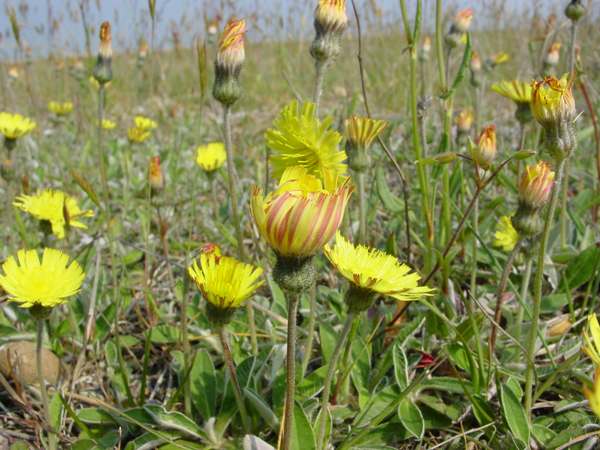 Mouse-ear Hawkweed, side view of flowers