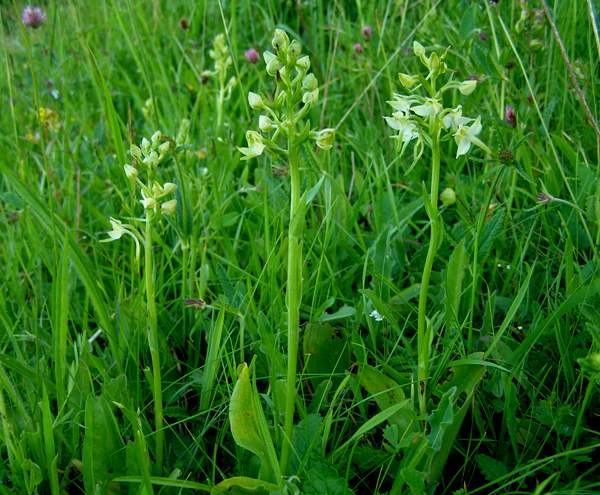 Platanthera chlorantha - Greater Butterfly-orchid