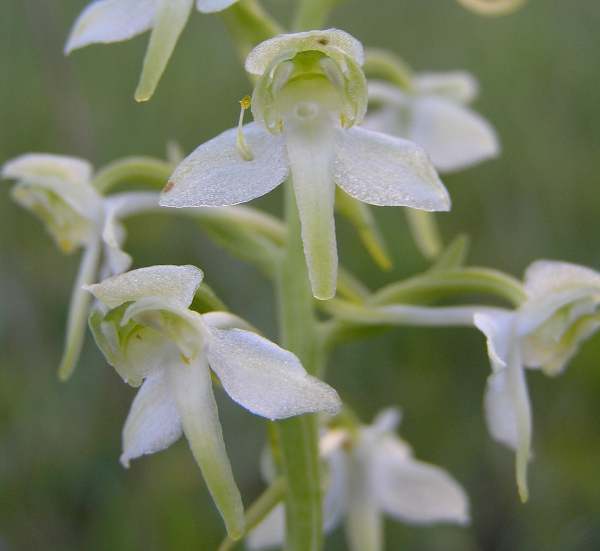 Closeup of flower of Greater Butterfly-orchid showing pollinia