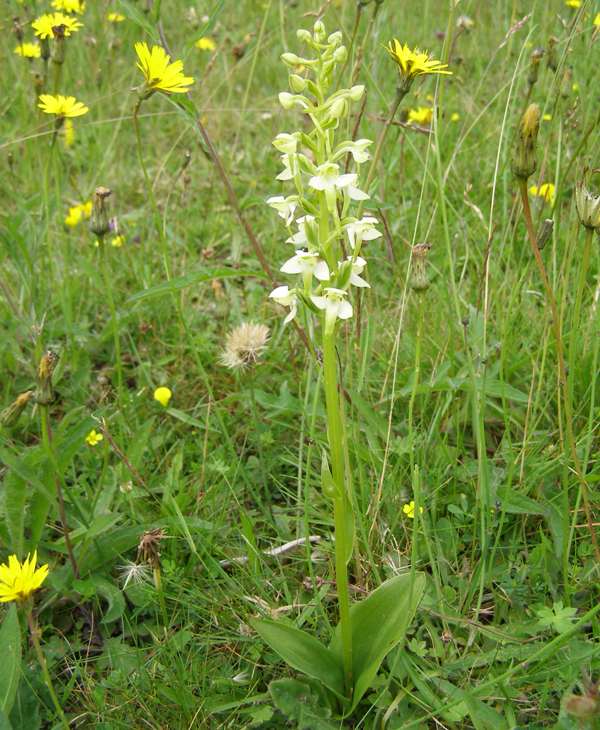 Platanthera chlorantha, Greater Butterfly-orchid, west Wales