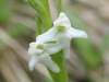 Platanthera dilatata var. alba, White Bog-orchid