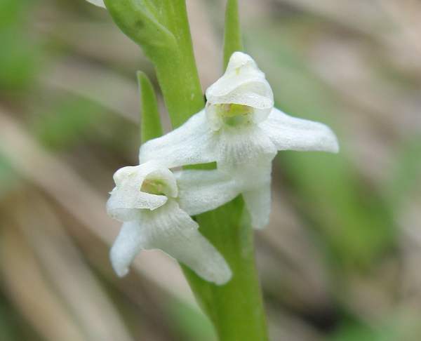 White Bog-orchid flower, closeup