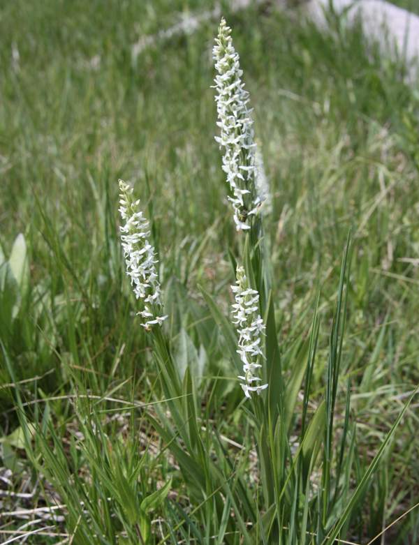 Sierra Rein Orchid - Platanthera dilitata var leucostachys