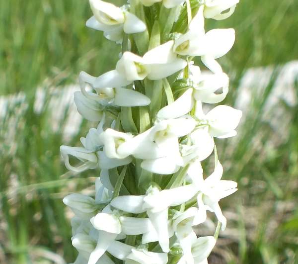Sierra Rein Orchid - Platanthera dilitata var leuchstachys