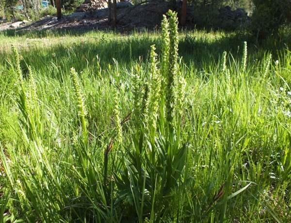 Large group of Green Bog Orchid - Platanthera huronensis