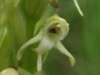 Platanthera hyperborea, Northern Rein Orchid