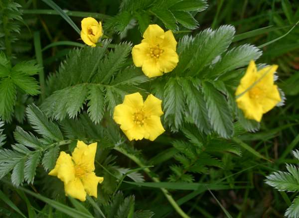 Silverweed, Potentilla anserina - leaves and flowers 