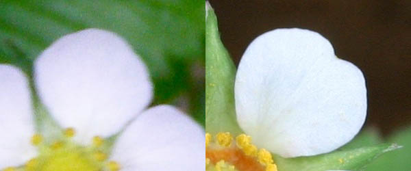 Petals of Wild Strawberry and Barren Strawberry