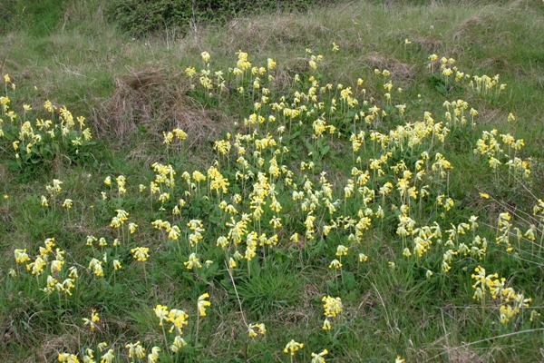 Cowslips in the sand dunes at Kenfig National Nature Reserve, Wales