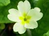 Primrose, Primula vulgaris