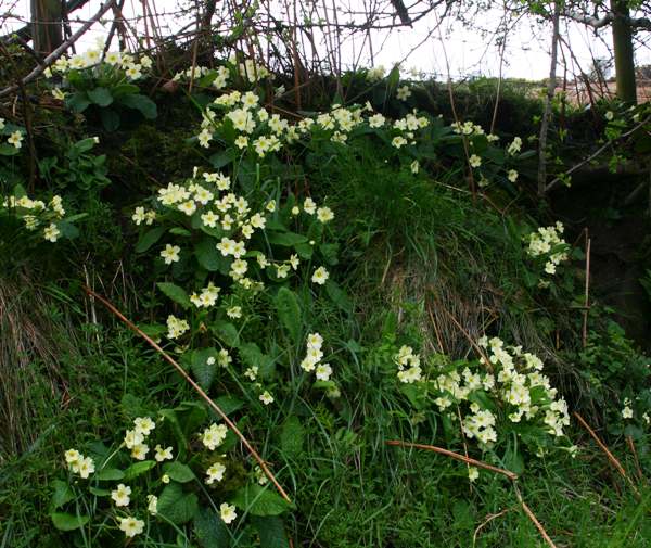 Primroses beneath a hedgerow in south-east Ireland
