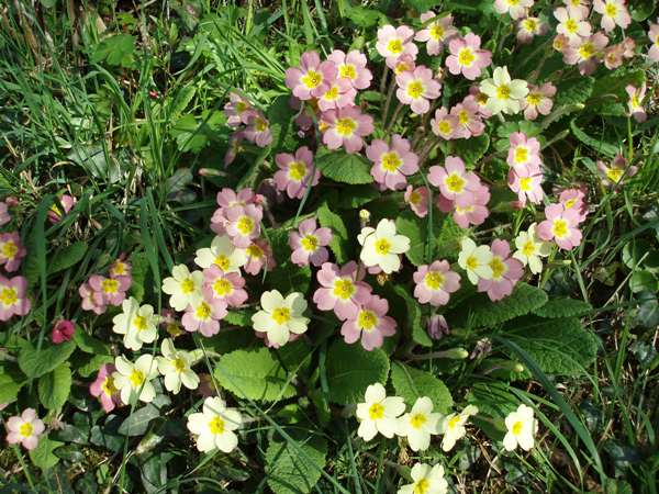 Mauve primroses found in a woodland setting