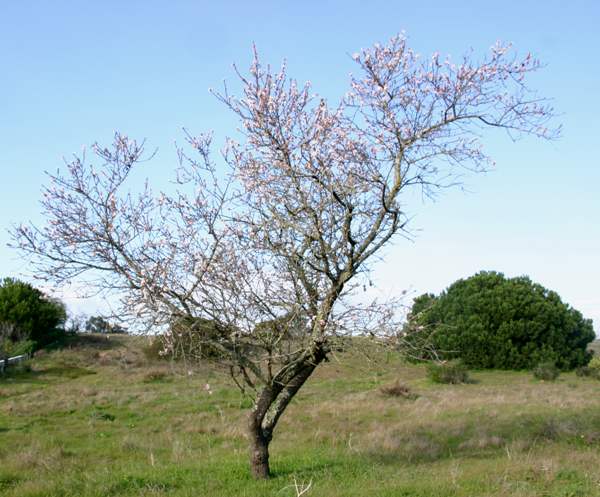Almond tree, southern Portugal