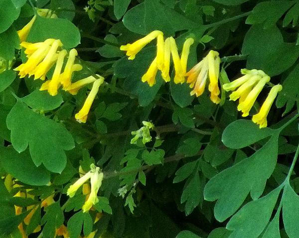 Yellow Corydalis Pseudofumaria lutea