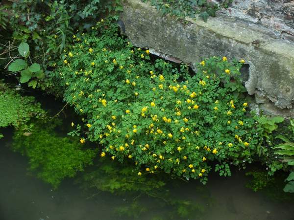 Yellow Corydalis beside a French chalk stream in Hesdin