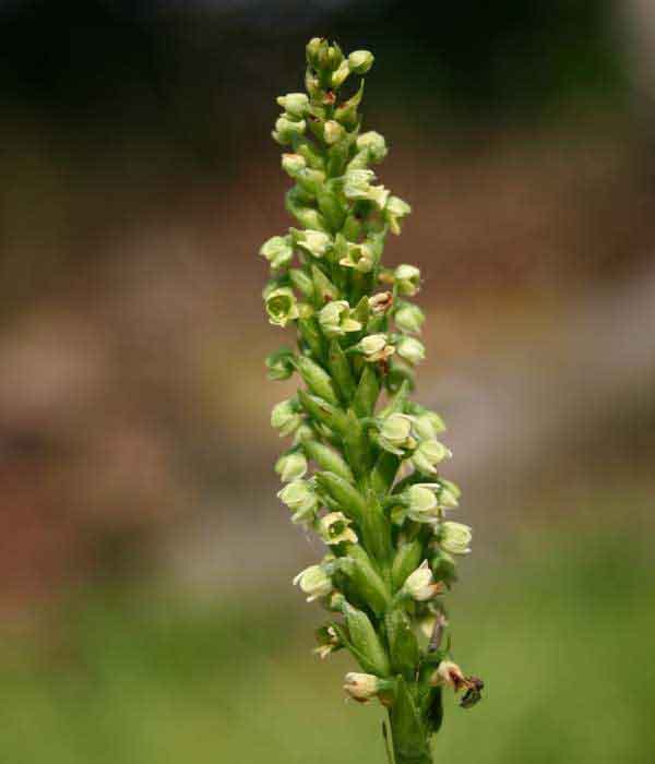 Psuedorchis albida - Small White Orchid