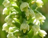 Small-white Orchid, Pseudorchis albida