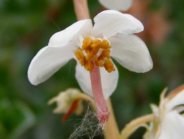 Closeup of Round-leaved Wintergreen flowers