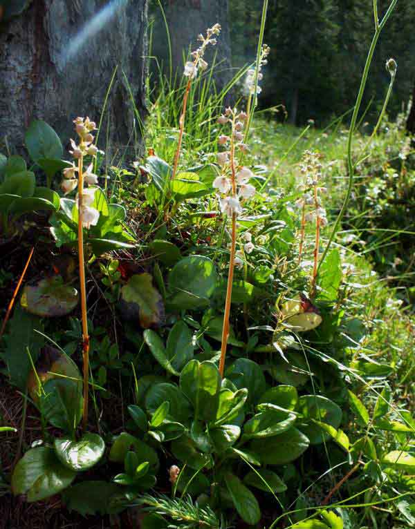 Pyrola rotundifolia, Italy