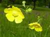 Ranunculus acris, Meadow Buttercup