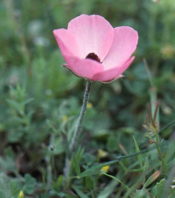 Ranunculus asiaticus, pink form