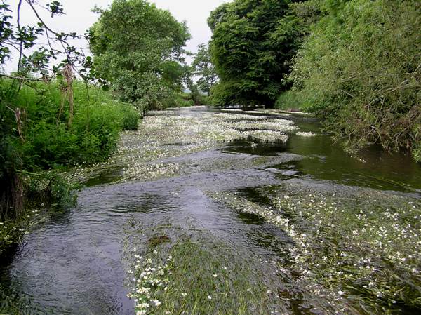 River Water-crowfoot
