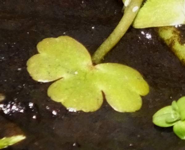 Closeup of leaf of Ranunculus omiophyllus, Round-leaved Water-crowfoot
